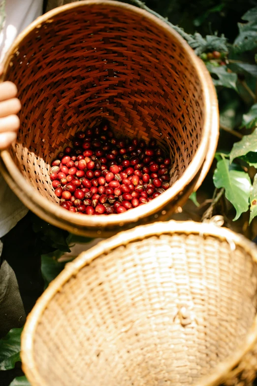 a person holding a basket full of berries, sumatraism, drink more coffee, intense bounced light, crimson, up-close