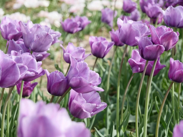 a field of purple tulips on a sunny day, inspired by Edwin Deakin, unsplash, award-winning crisp details”, grey, glazed, botanic garden