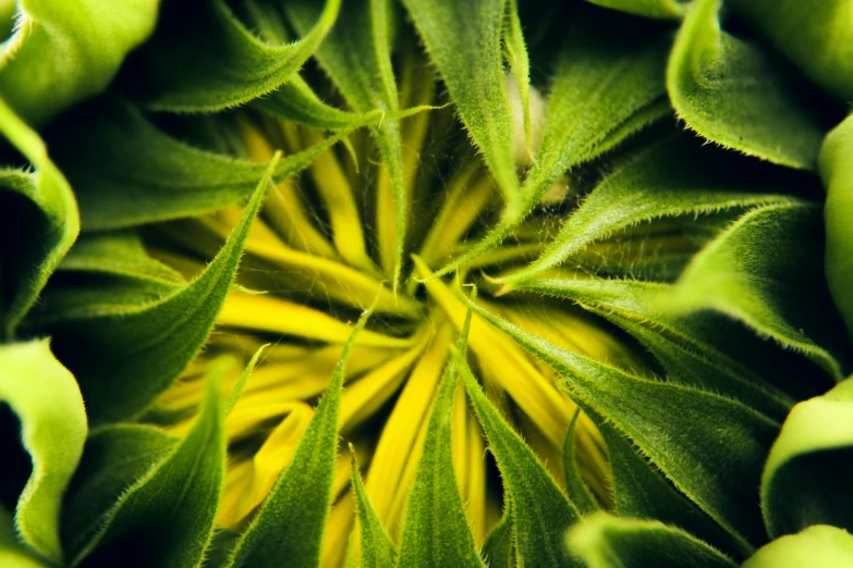 a close up view of the center of a sunflower, a macro photograph, by Jan Rustem, unsplash, precisionism, with green cannabis leaves, fantasy magical vegetation, convoluted, datura