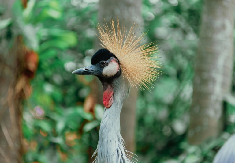 a close up of a bird with a long neck, crowned, wild hairstyle, a high angle shot, documentary photo