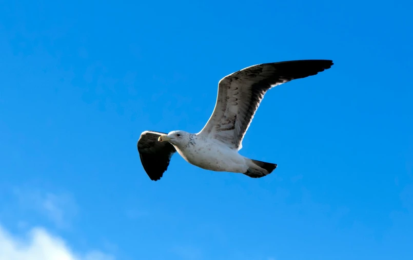 a white and black bird flying through a blue sky, pexels contest winner, hurufiyya, manly, tourist photo, grey, high resolution