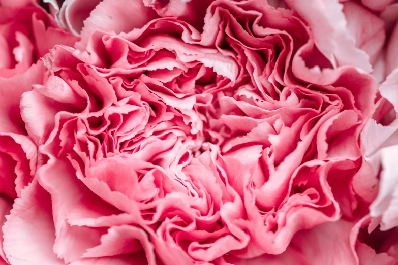 a close up of a pink carnation flower, a macro photograph, by Carey Morris, pexels, ruffles, made of lab tissue, festivals, gooey