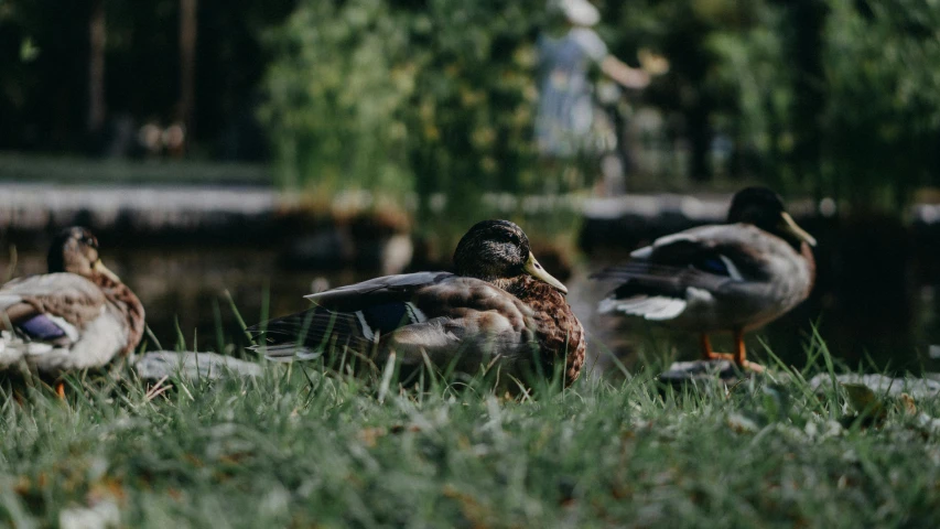 a flock of ducks standing on top of a lush green field, pexels contest winner, realism, lying on lily pad, in a city park, 🦩🪐🐞👩🏻🦳, mallard (anas platyrhynchos)