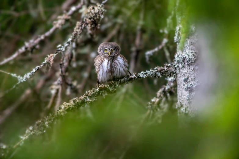 a small bird sitting on top of a tree branch, a portrait, by John Gibson, pexels contest winner, hurufiyya, very very small owl, covered in moss and birds, fine art print, young male