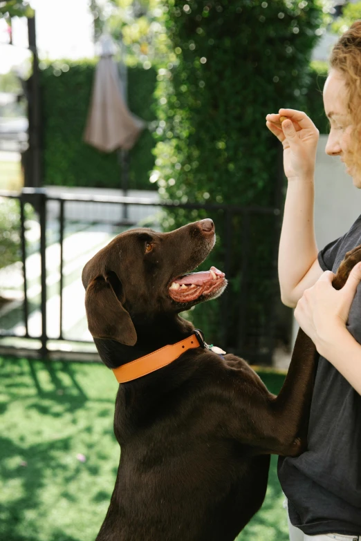 a woman standing next to a brown dog, holding paws, learning, square, bay area