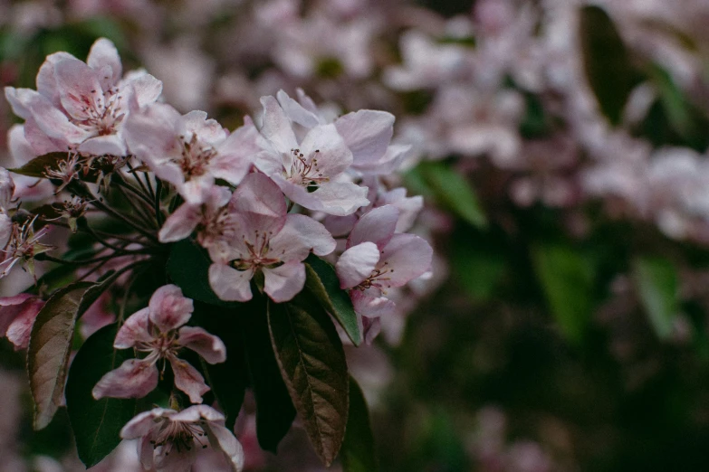 a close up of a bunch of flowers on a tree, by Emma Andijewska, trending on unsplash, no cropping, pink mist, thumbnail, low quality photo