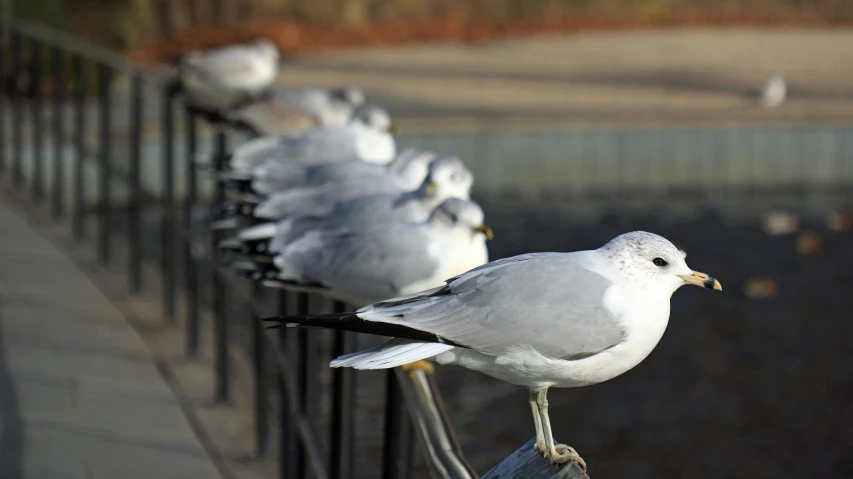 a group of seagulls sitting on a fence next to a body of water, by Paul Davis, pexels contest winner, in line, up close, sangyeob park, a group photo of a seal