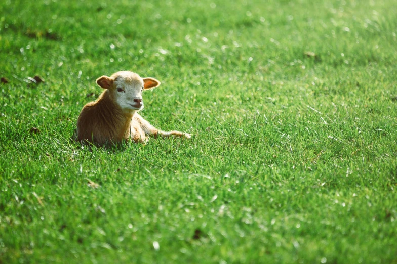 a brown and white cow laying on top of a lush green field, a picture, unsplash, renaissance, human lamb hybrid, very very small goat, warm sunshine, australian