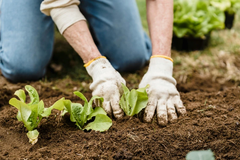 a man that is kneeling down in the dirt, gardening, avatar image, wearing gloves, no crop