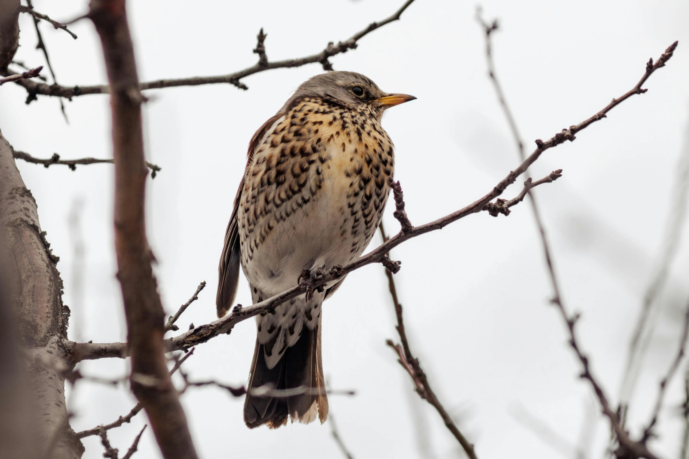 a bird sitting on top of a tree branch, by Robert Storm Petersen, trending on pexels, arabesque, gray mottled skin, merlin, spotted, mid 2 0's female