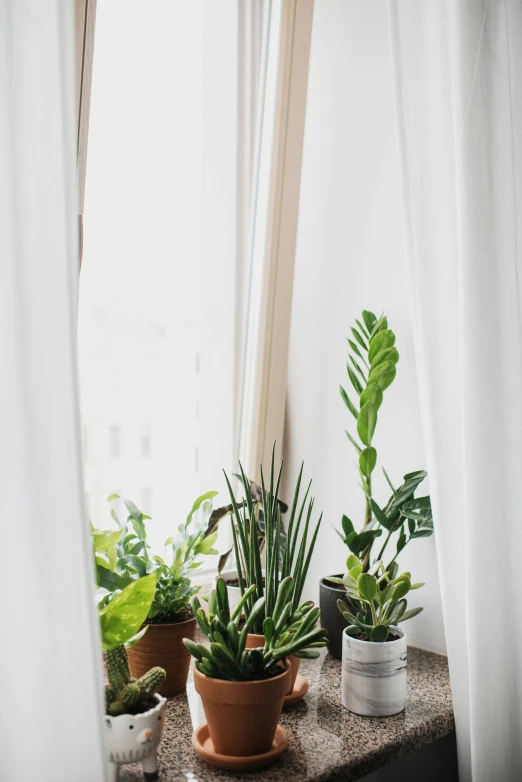 a couple of potted plants sitting on top of a window sill, by Kristin Nelson, trending on unsplash, curtain bangs, white backdrop, wide high angle view, bromeliads