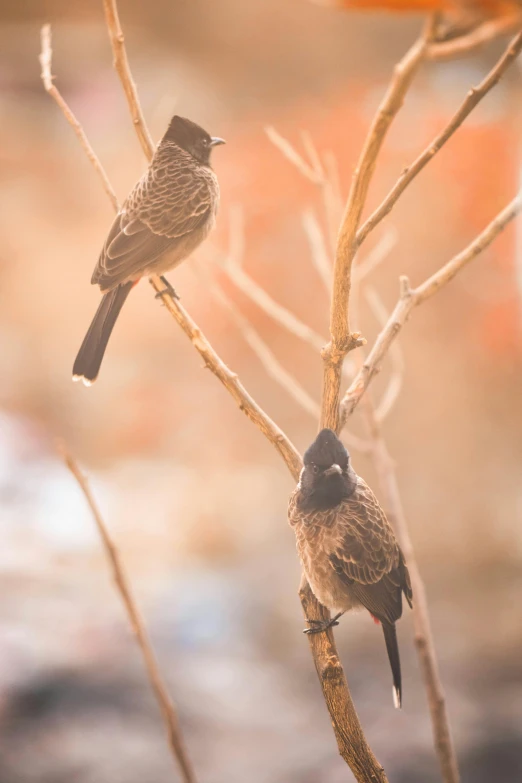 a couple of birds sitting on top of a tree branch, a portrait, pexels contest winner, muted browns, holiday season, dawn, friends