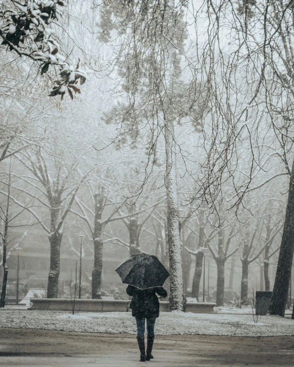 a person walking in the snow with an umbrella, trees in the background, lgbtq, background image, monochromatic photo