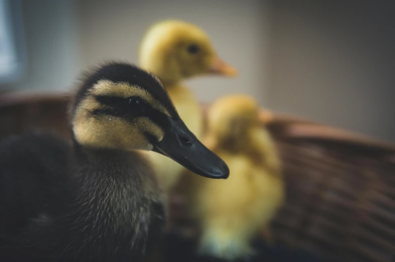 a close up of two ducks in a basket, pexels contest winner, three animals, young male, portrait of a small, museum photo