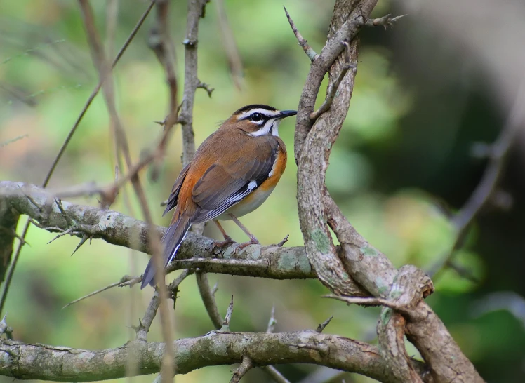 a small bird sitting on top of a tree branch, rounded beak, brown, no cropping, amongst foliage