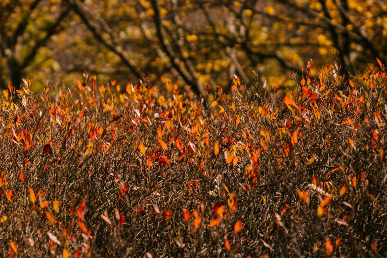 a fire hydrant sitting on top of a lush green field, a picture, unsplash, color field, orange and brown leaves for hair, bushes of blueberry, backlight leaves, coloured in orange fire