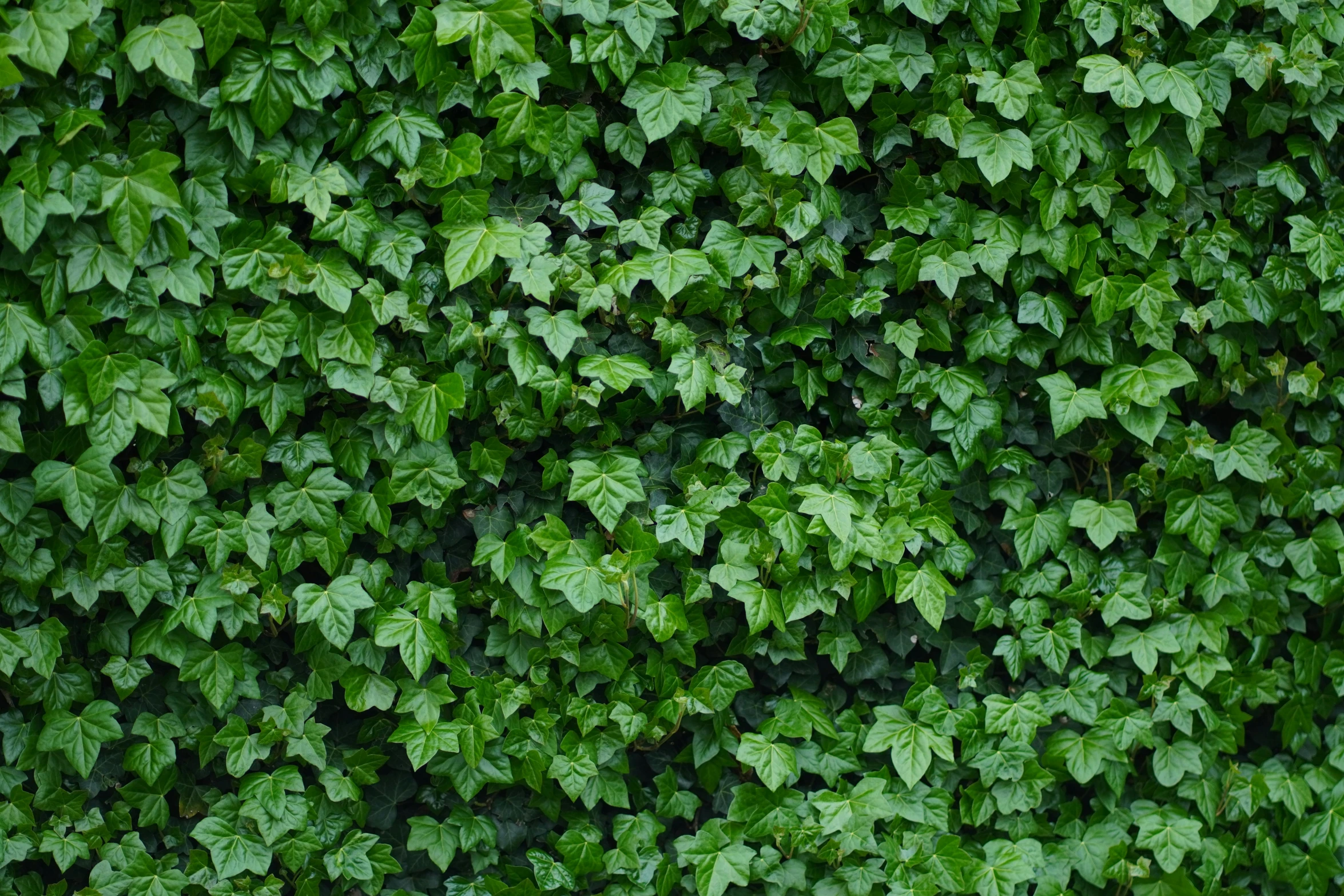 a fire hydrant sitting in front of a lush green wall, inspired by Thomas Struth, hurufiyya, tileable texture, ivy, computer wallpaper, sycamore