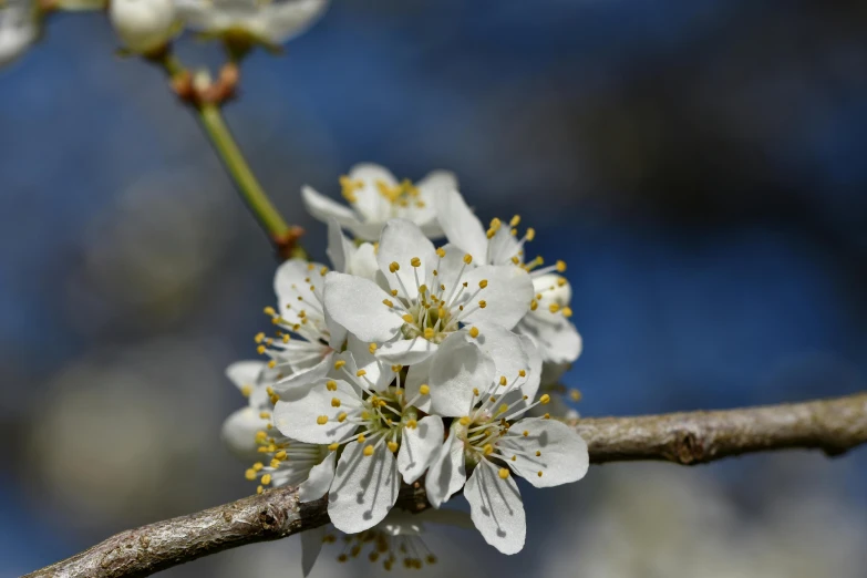 a close up of a flower on a tree branch, a portrait, by David Simpson, pixabay, cherry blosom trees, intricate details photograph, white, high detail photo