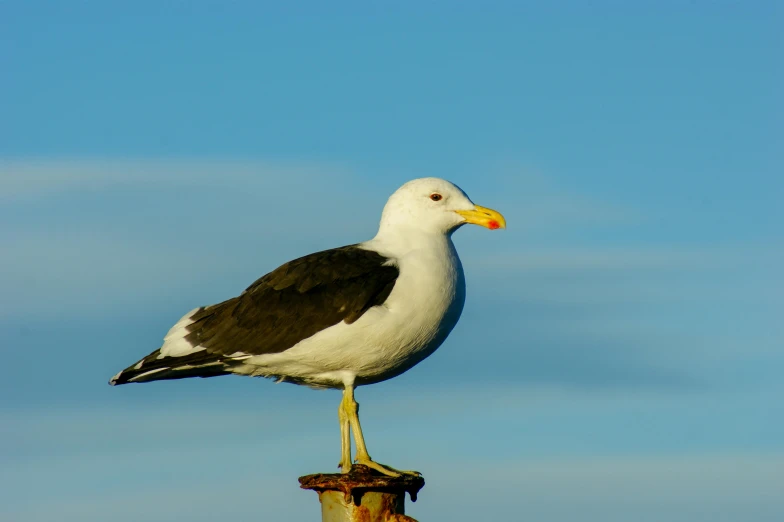 a white and black bird sitting on top of a pole, by John Gibson, pexels contest winner, with a white nose, seagull, a bald, yellow beak