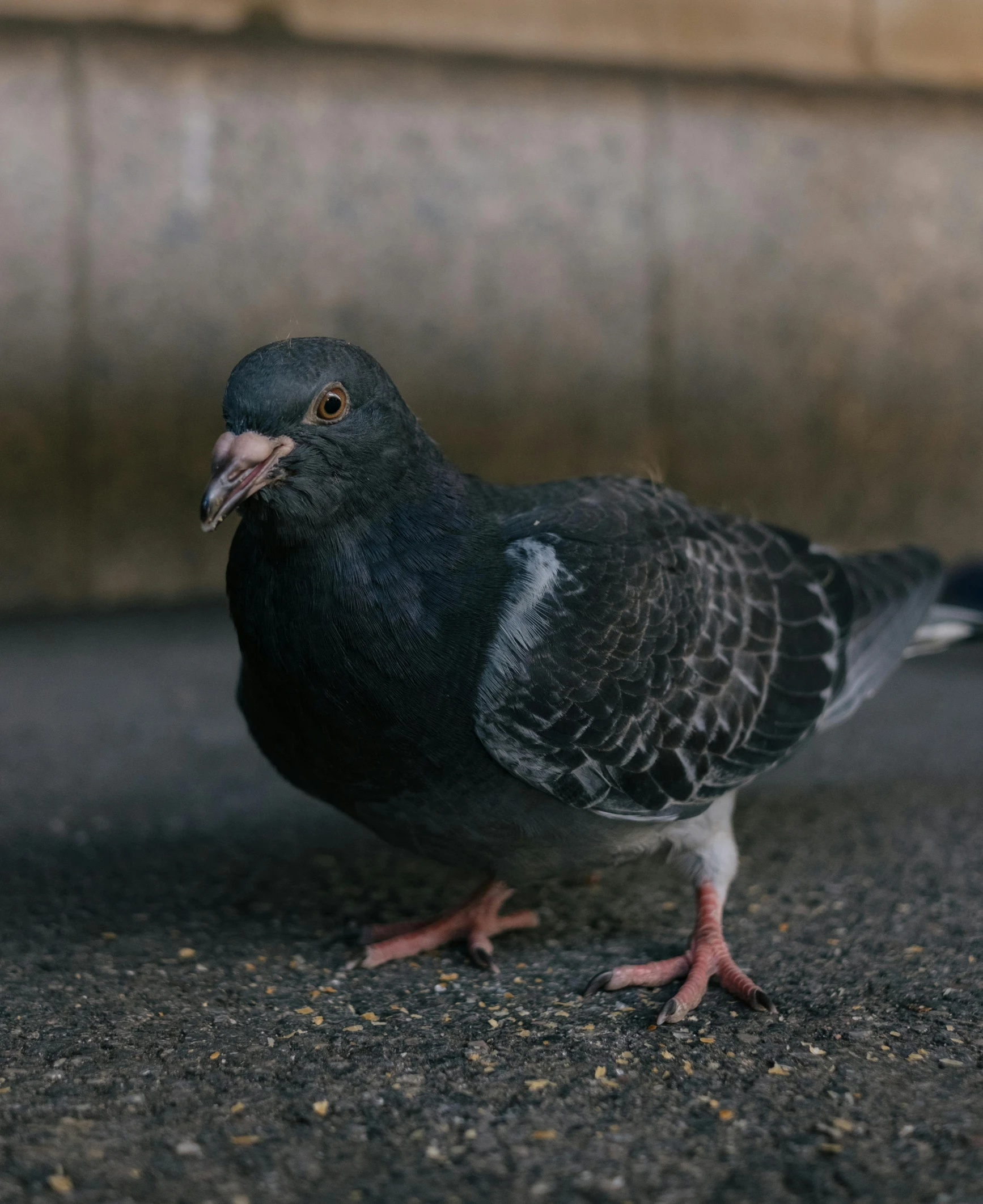 a close up of a pigeon on the ground, dark grey, small, demna gvasalia, fan favorite