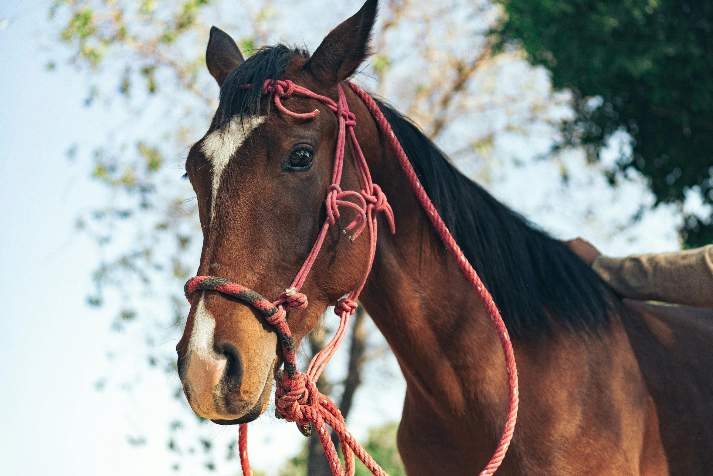 a brown horse standing next to a tree, ropes, profile image, instagram picture, professional closeup photo