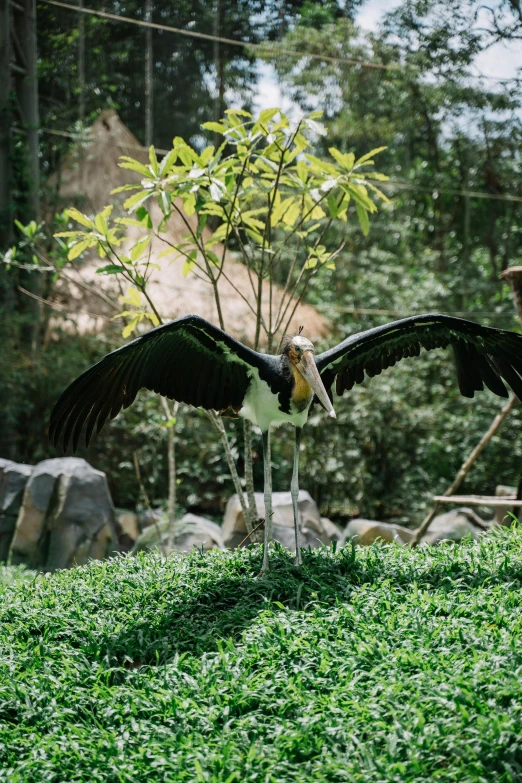 a couple of birds standing on top of a lush green field, sumatraism, in the zoo exhibit, leaping with arms up, kuntilanak on tree, giant wings