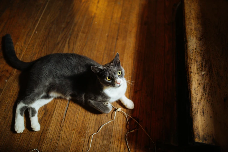 a gray and white cat laying on a wooden floor, by Julia Pishtar, holding electricity, play of light, exposed wires, wesley kimler