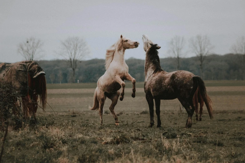 a couple of horses that are standing in the grass, pexels contest winner, all overly excited, three animals, trending on vsco, dancing gracefully