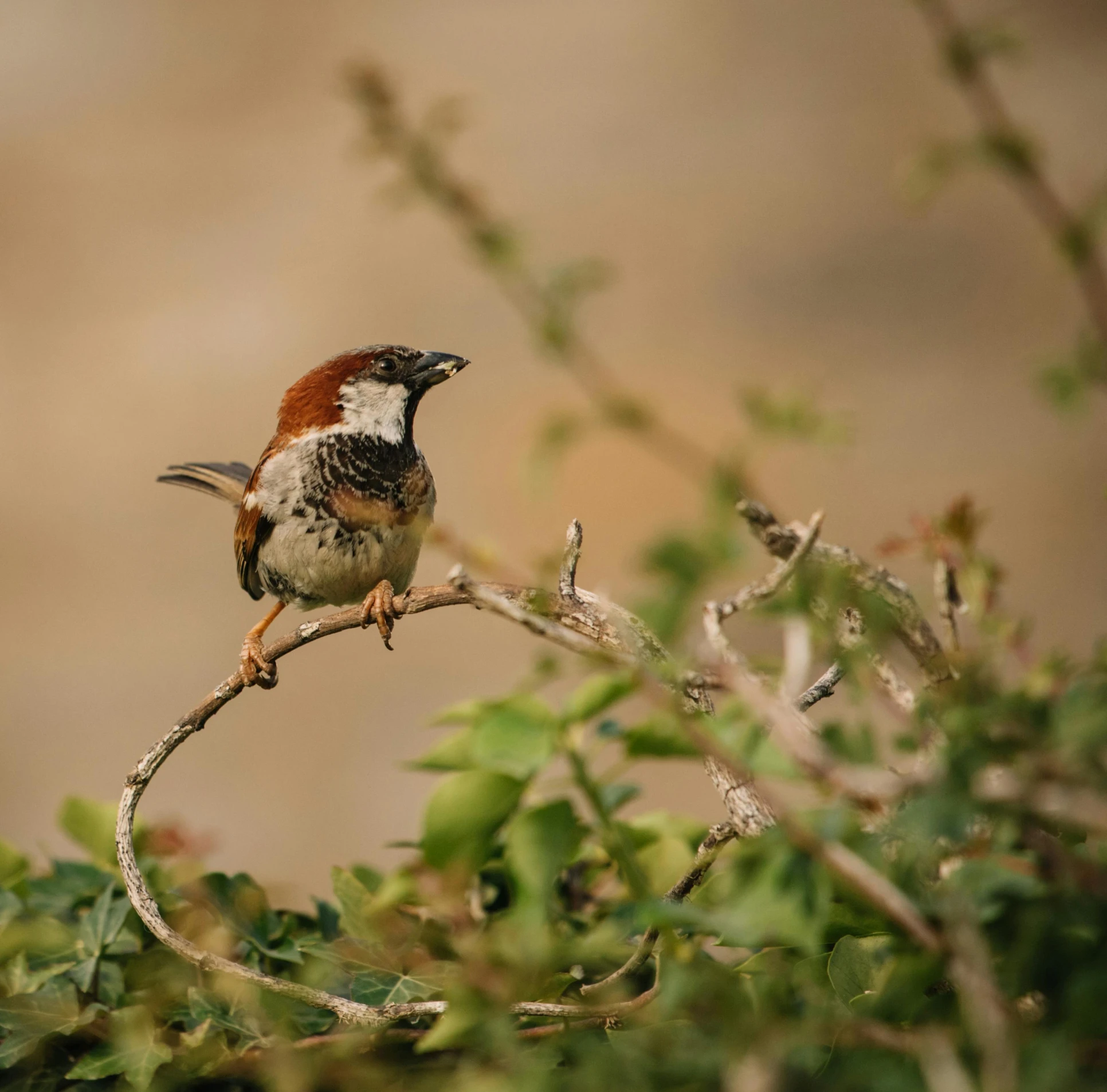 a small bird sitting on top of a tree branch, pexels contest winner, renaissance, with soft bushes, brown, slide show, male and female