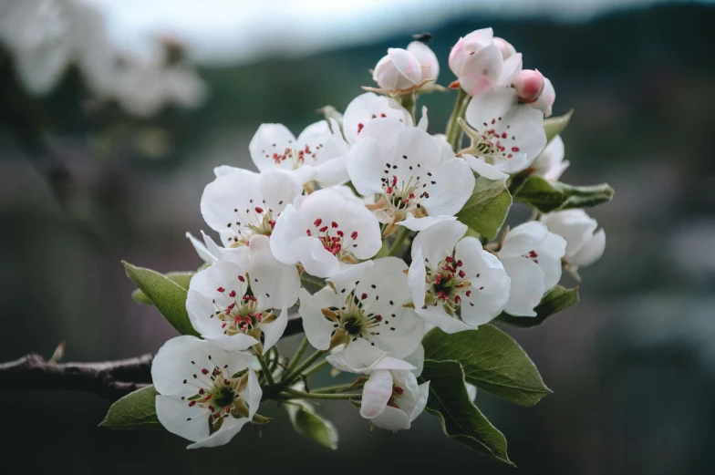 a close up of a flower on a tree, by Phyllis Ginger, trending on unsplash, pear, paul barson, cherry blosom trees, background image