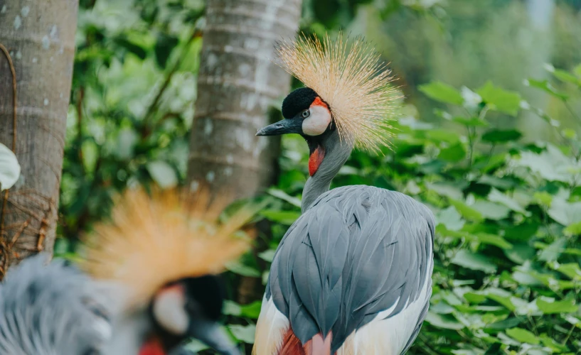 a couple of birds standing next to each other, by Emma Andijewska, pexels contest winner, sumatraism, wearing crown of bright feathers, natural botanical gardens, looking from side, slide show