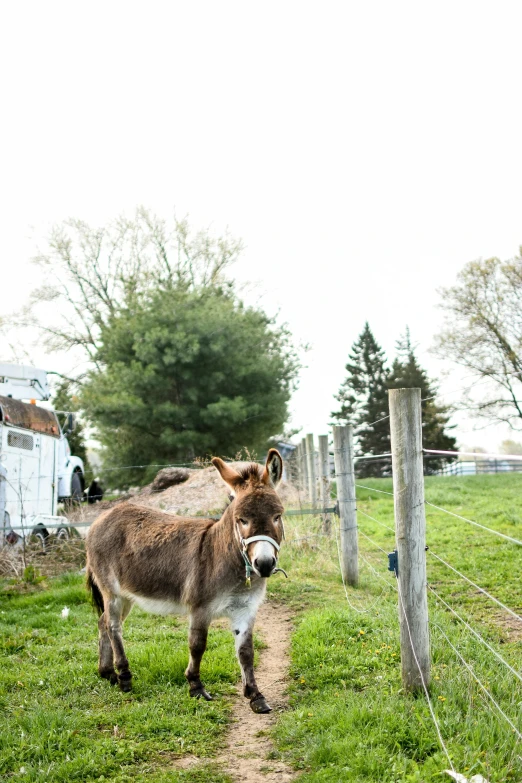 a donkey that is standing in the grass, next to a farm house and a barn, lynn skordal, walking towards camera