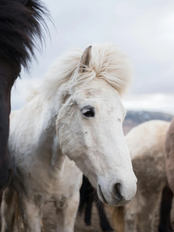 a group of horses standing next to each other, trending on unsplash, white curly hair, close up of face, iceland, conde nast traveler photo