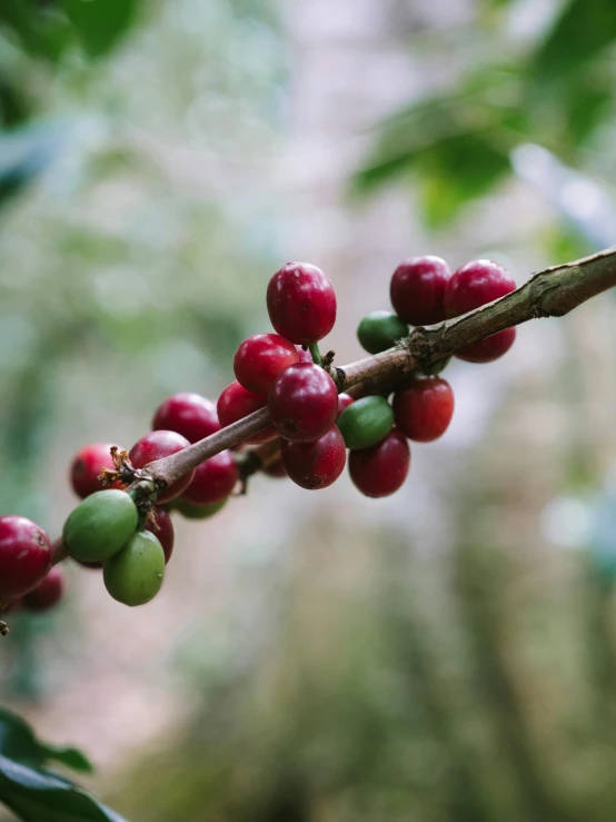 a bunch of red and green coffee beans on a branch, a portrait, inspired by Ceferí Olivé, unsplash, in a jungle environment, cold brew coffee ), giant cherry trees, intriguing details