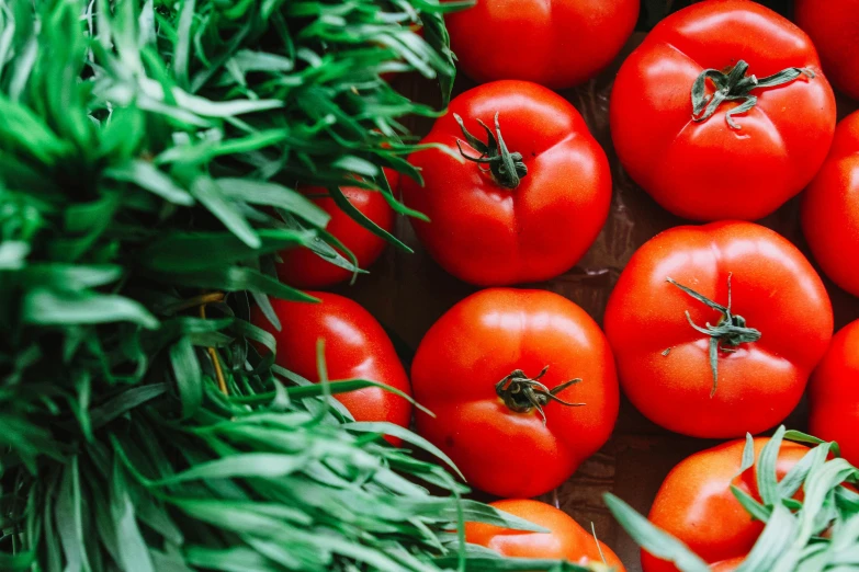 a bunch of tomatoes sitting on top of a wooden table, rows of lush crops, profile image, fan favorite, getting groceries