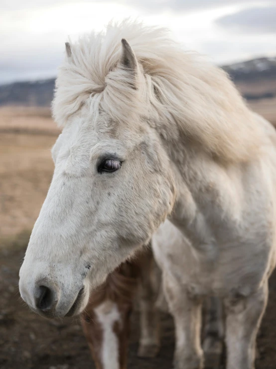 a white horse standing on top of a dirt field, by Terese Nielsen, trending on unsplash, renaissance, square nose, reykjavik, closeup 4k, 5 years old