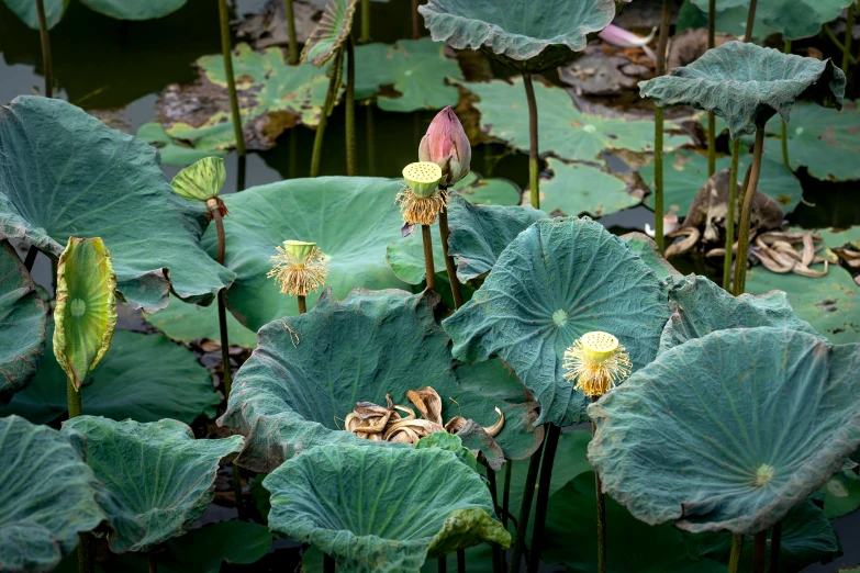 a pond filled with lots of green leaves, an album cover, hurufiyya, large exotic flowers, kodak portra, 2022 photograph, lotus