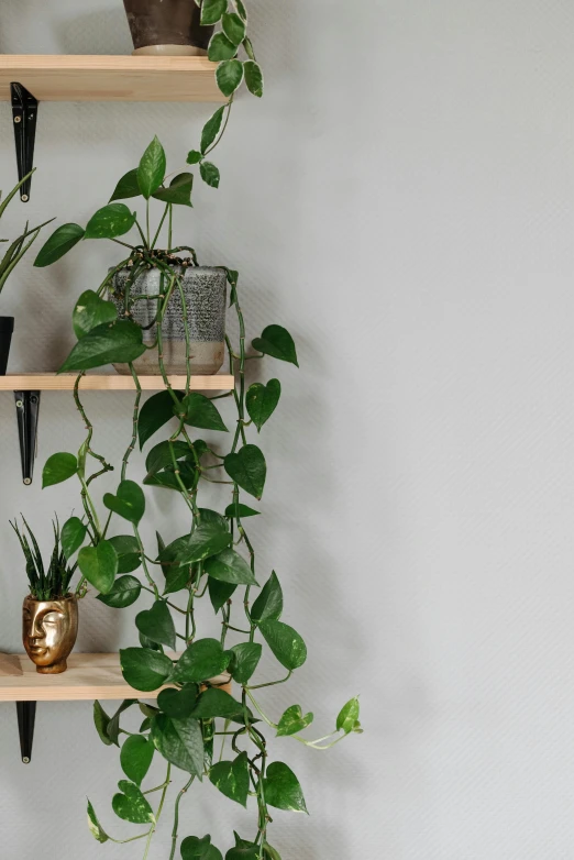 a bunch of plants that are on a shelf, trending on pexels, vines on the walls, studio product shot, half image, looking left