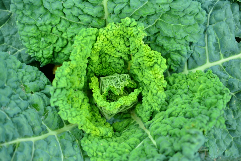 a close up of a green leafy plant, a photo, pixabay, renaissance, romanesco broccoli, portrait image, spiralling, grain”
