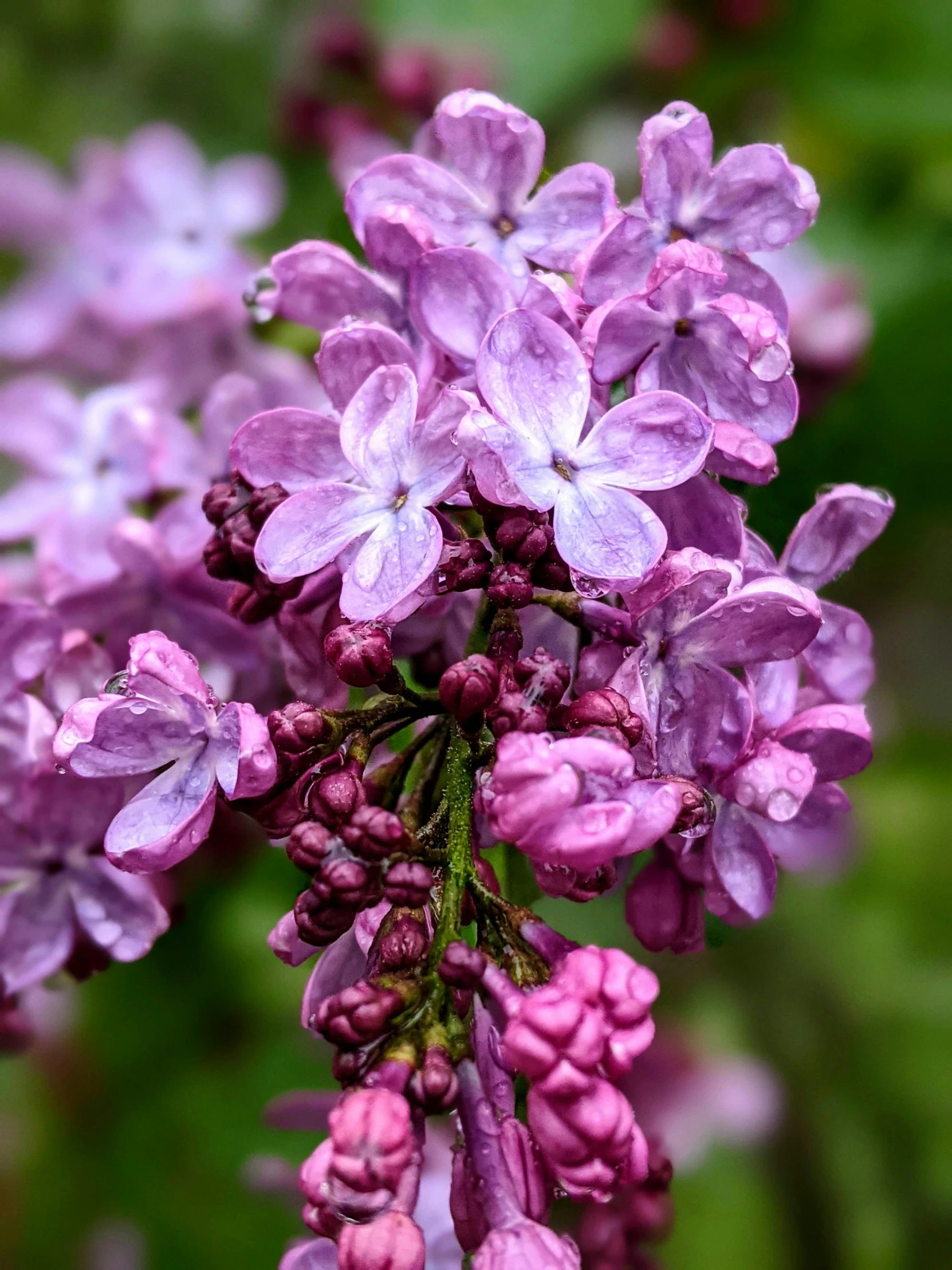 a close up of a bunch of purple flowers, by Joseph Severn, pexels, lilac, today\'s featured photograph 4k, brown, full color photograph