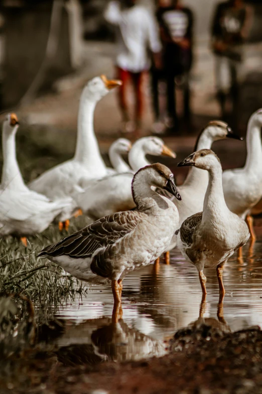 a group of ducks standing on top of a puddle of water