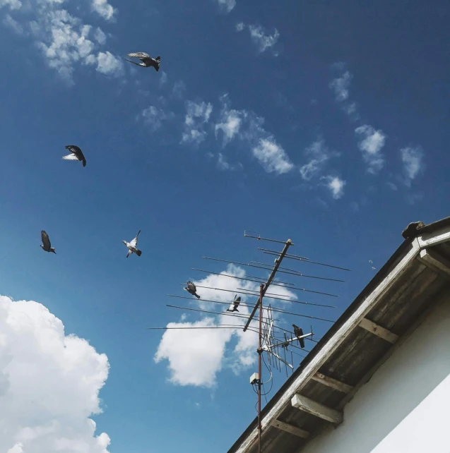 a bunch of birds that are flying in the sky, pexels contest winner, transmitters on roof, above the family room, jovana rikalo, summer afternoon