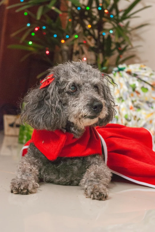 a dog sitting on the floor in front of a christmas tree, bright red cape on her back, a silver haired mad, a red bow in her hair, promo image