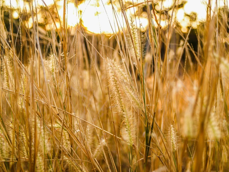 a field of tall grass with the sun in the background, trending on pexels, golden feathers, brown, golden dappled lighting, instagram post