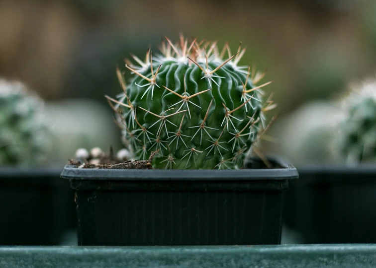 a close up of a cactus plant in a pot, unsplash, hurufiyya, taken in the late 2010s, shot on hasselblad, botanic garden, no cropping