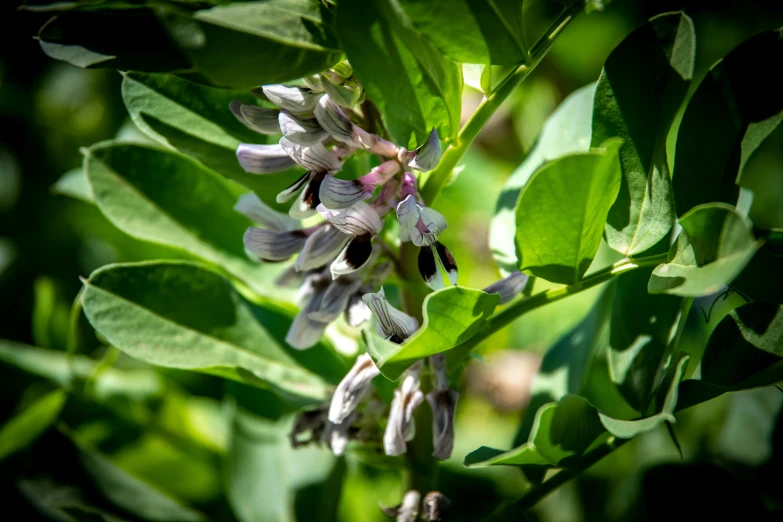 a close up of a flower on a plant, by Sven Erixson, unsplash, moringa oleifera leaves, lilac bushes, beans, honeysuckle