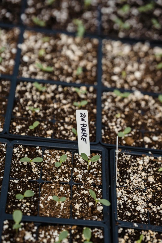 a close up of seedlings in trays on a table, by Jessie Algie, labels, white with black spots, salvia droid, dynamic closeup
