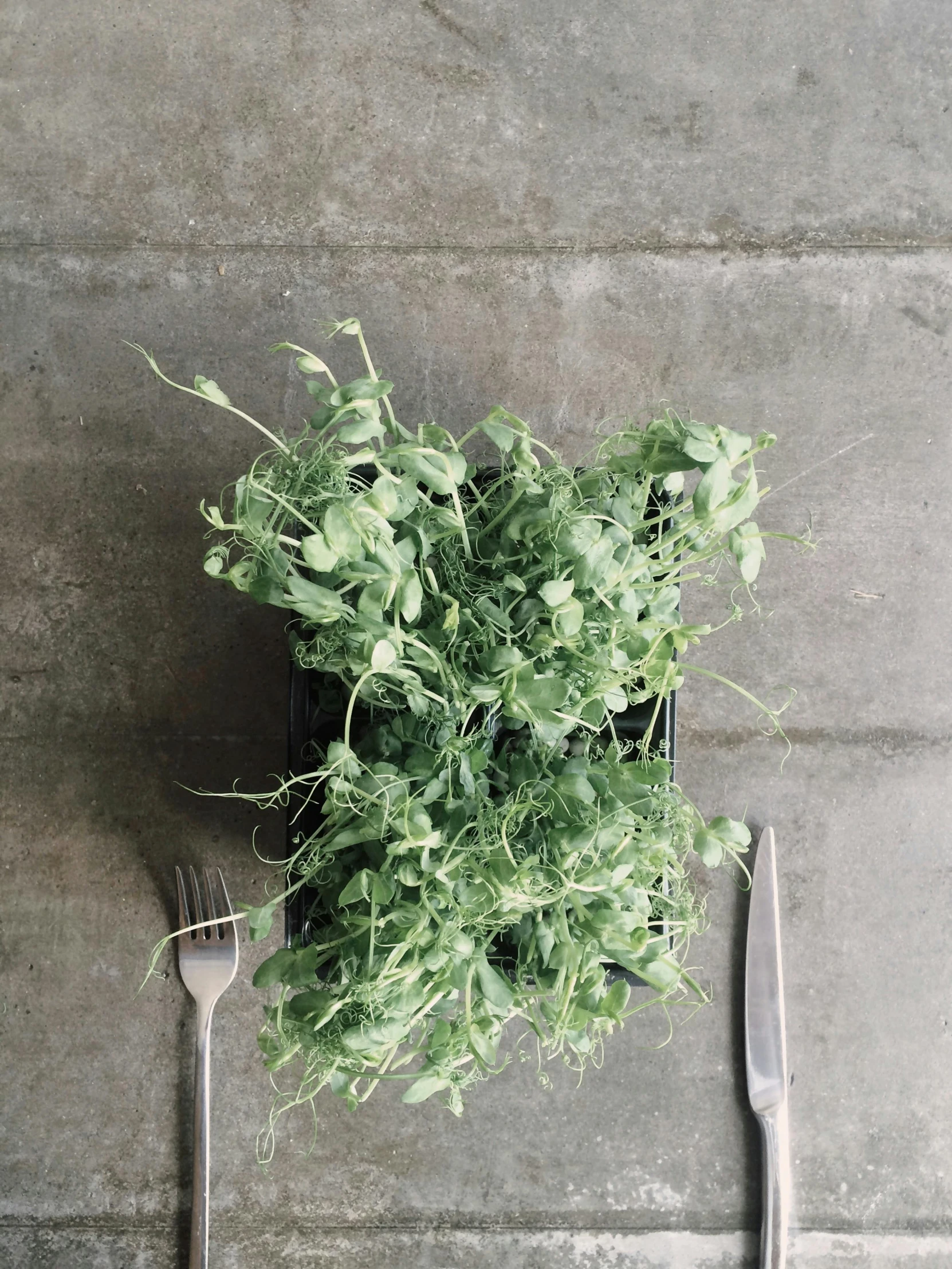 a potted plant sitting on top of a table next to a fork and knife, tendrils, from above, flattened, mix