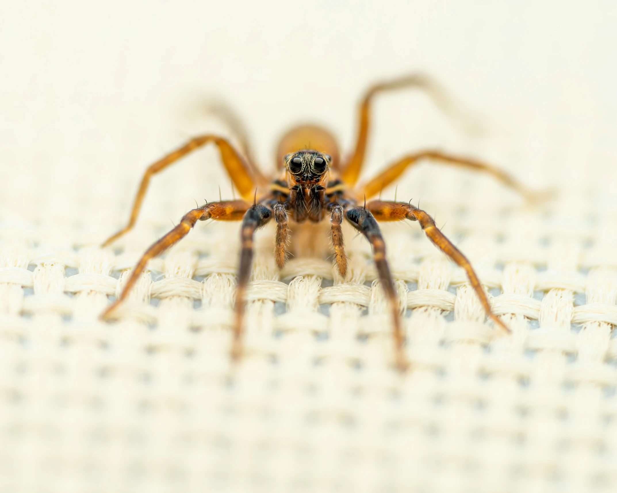 a close up of a spider on a cloth, pexels contest winner, hurufiyya, panel, brown, digital image, scorpion