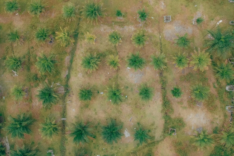 an aerial view of a field with palm trees, unsplash contest winner, land art, old cemetery, few overgrown plants, subtle detailing, zoomed out to show entire image